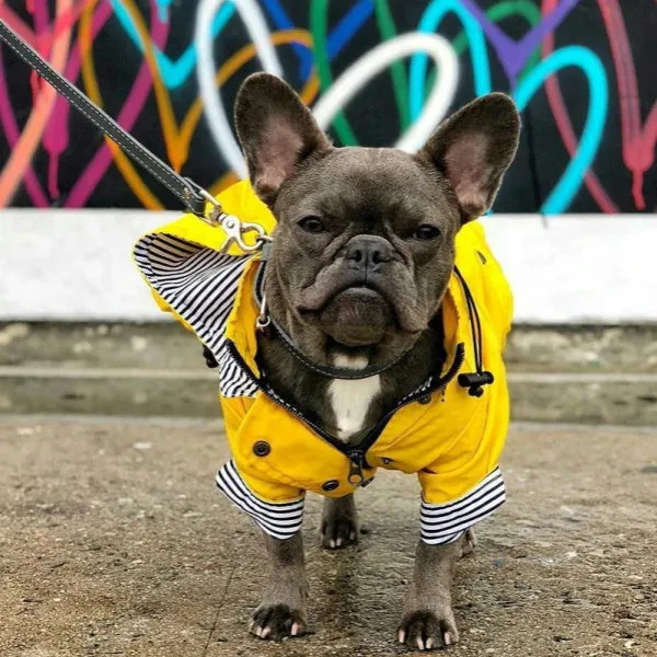 Dog Raincoat - Yellow