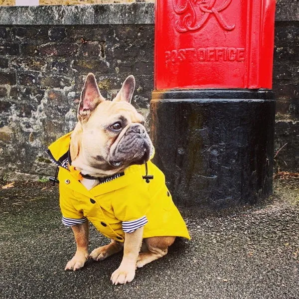 Dog Raincoat - Yellow