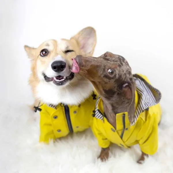 Dog Raincoat - Yellow