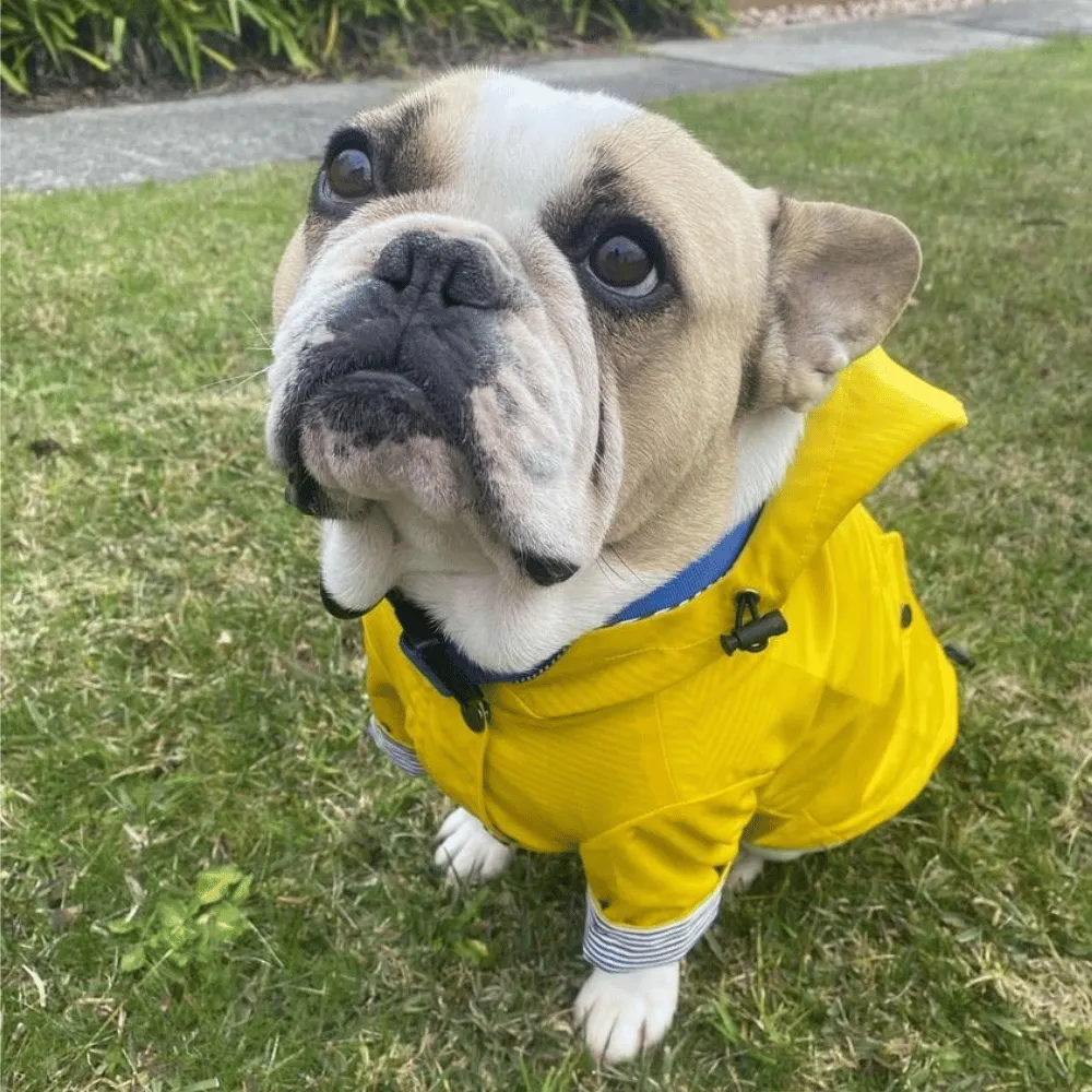 Dog Raincoat - Yellow