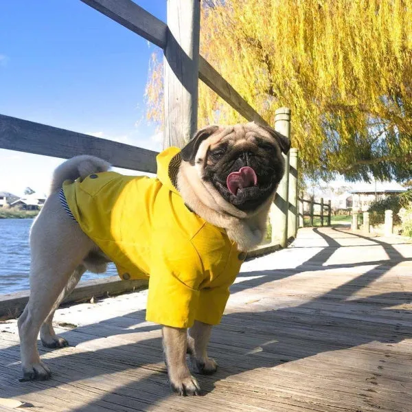 Dog Raincoat - Yellow