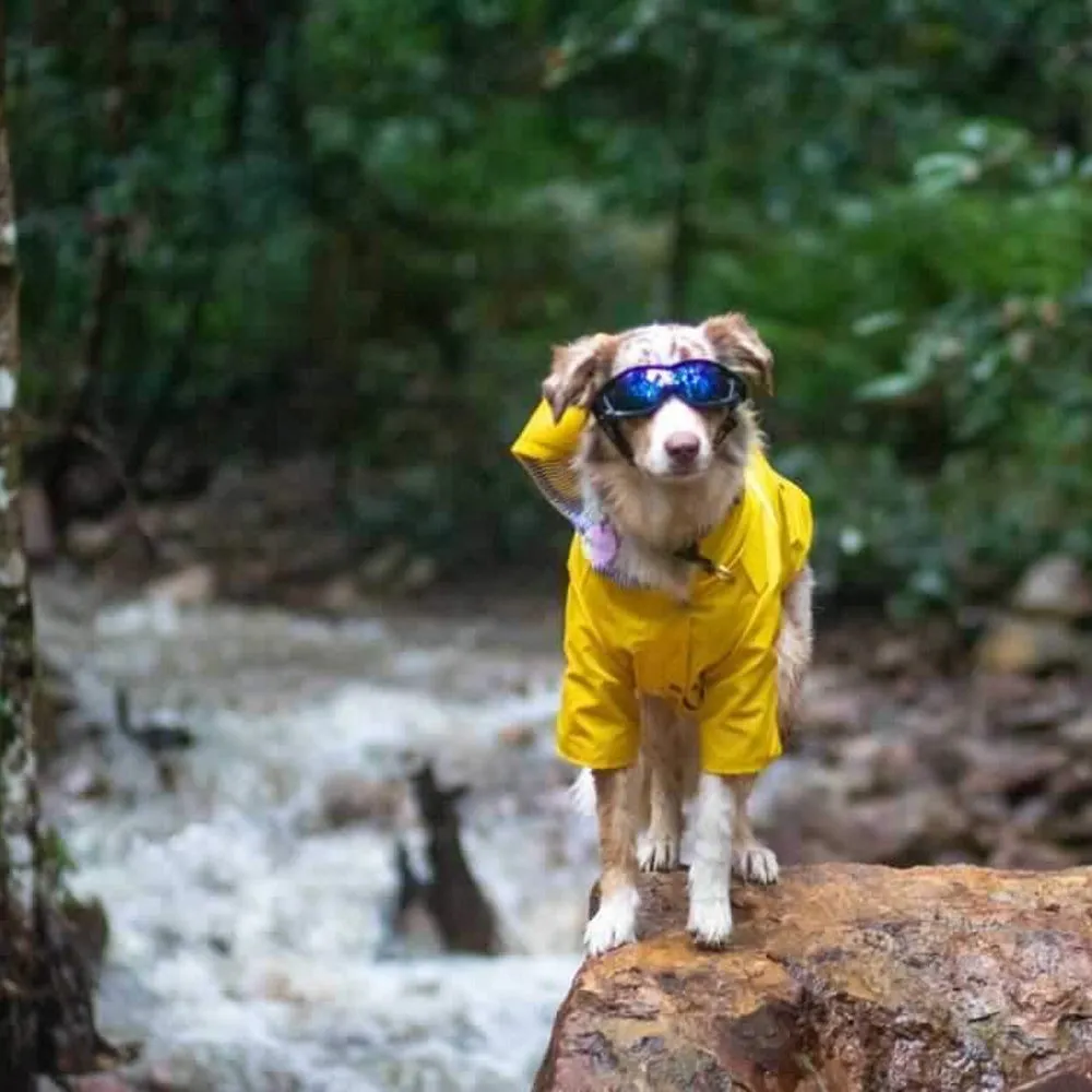 Dog Raincoat - Yellow