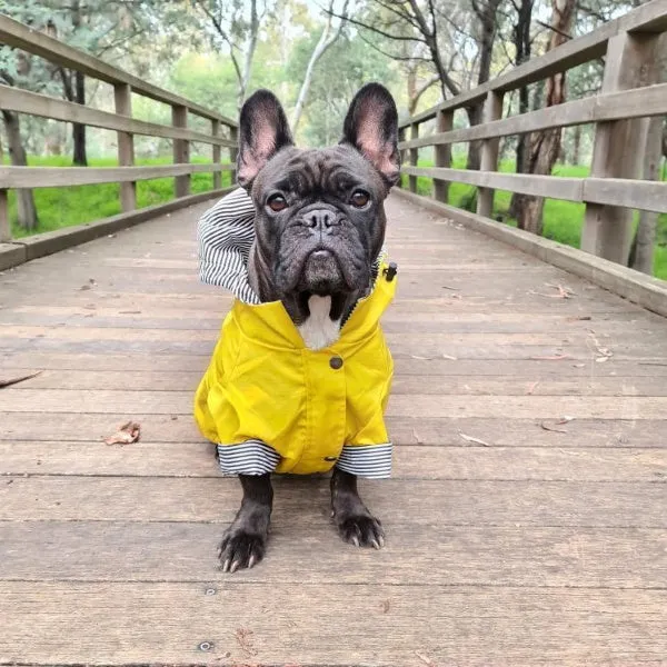 Dog Raincoat - Yellow